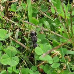 Trogodendron fasciculatum