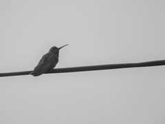 Cynanthus latirostris