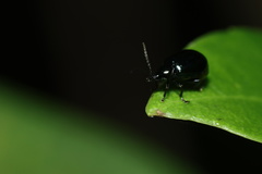 Altica cyanea