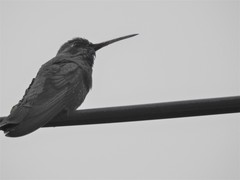 Cynanthus latirostris