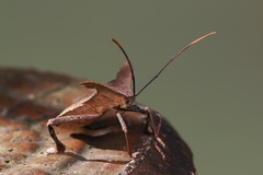 Notopteryx soror