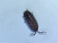 Porcellio herminiensis