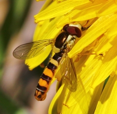 Sphaerophoria philanthus