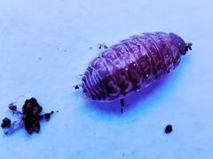 Porcellio herminiensis