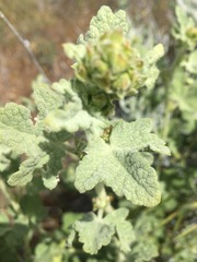 Malacothamnus aboriginum