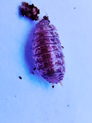 Porcellio herminiensis