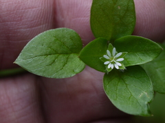 Stellaria