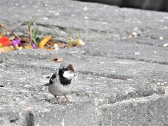 Passer domesticus