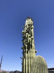 Carnegiea gigantea