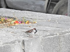 Passer domesticus