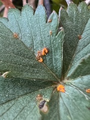 Phragmidium potentillae