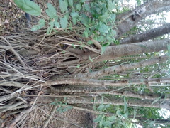 Bravaisia integerrima