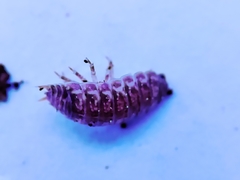 Porcellio herminiensis