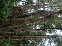 Bravaisia integerrima