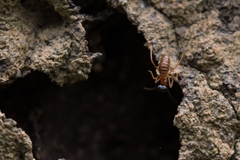 Constrictotermes cyphergaster