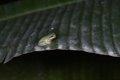Hyla chinensis