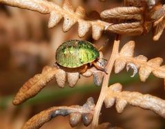 Erachtheus lutulentus