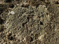 Aspicilia hoffmanniana