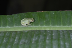 Hyla chinensis