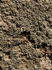 Aspicilia hoffmanniana