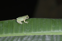 Hyla chinensis
