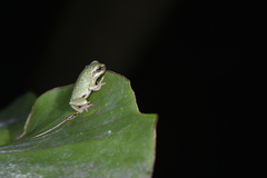Hyla chinensis