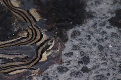 Conophis vittatus