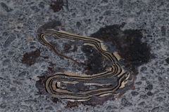 Conophis vittatus