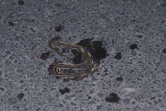 Conophis vittatus