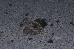 Conophis vittatus