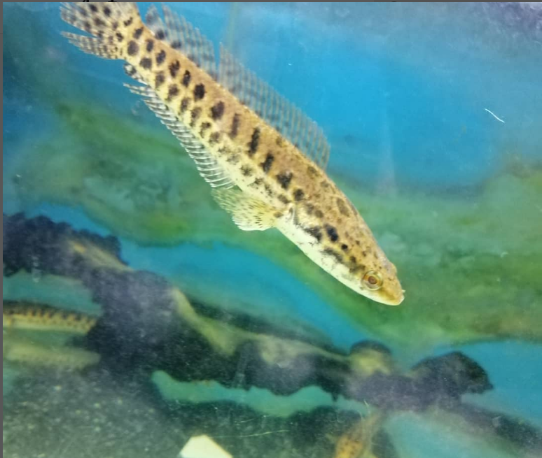 Panaw Snakehead