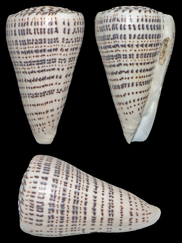 Leopard Cone