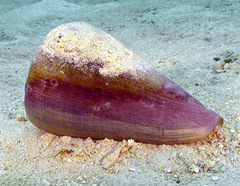 Conus leopardus