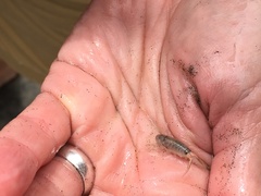 Megalorchestia corniculata
