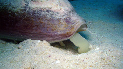 Conus leopardus