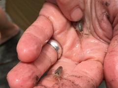 Megalorchestia corniculata