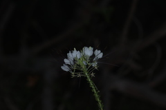 Cleome spinosa