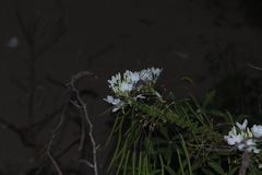 Cleome spinosa