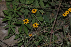 Zinnia maritima