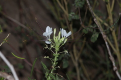 Cleome spinosa
