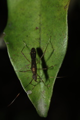 Marcius longirostris