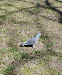 Columba livia domestica