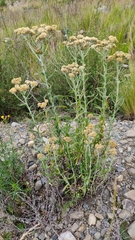 Achyrocline saturejoides