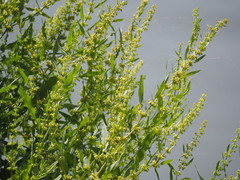 Rumex microcarpus