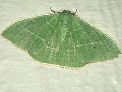 Nemoria leptalea