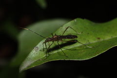 Marcius longirostris