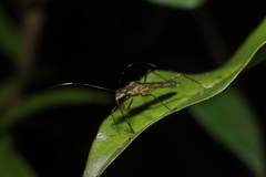 Marcius longirostris