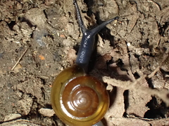 Morlina glabra