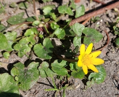 Ficaria verna