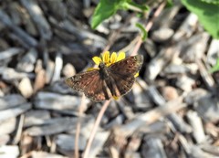 Erynnis juvenalis